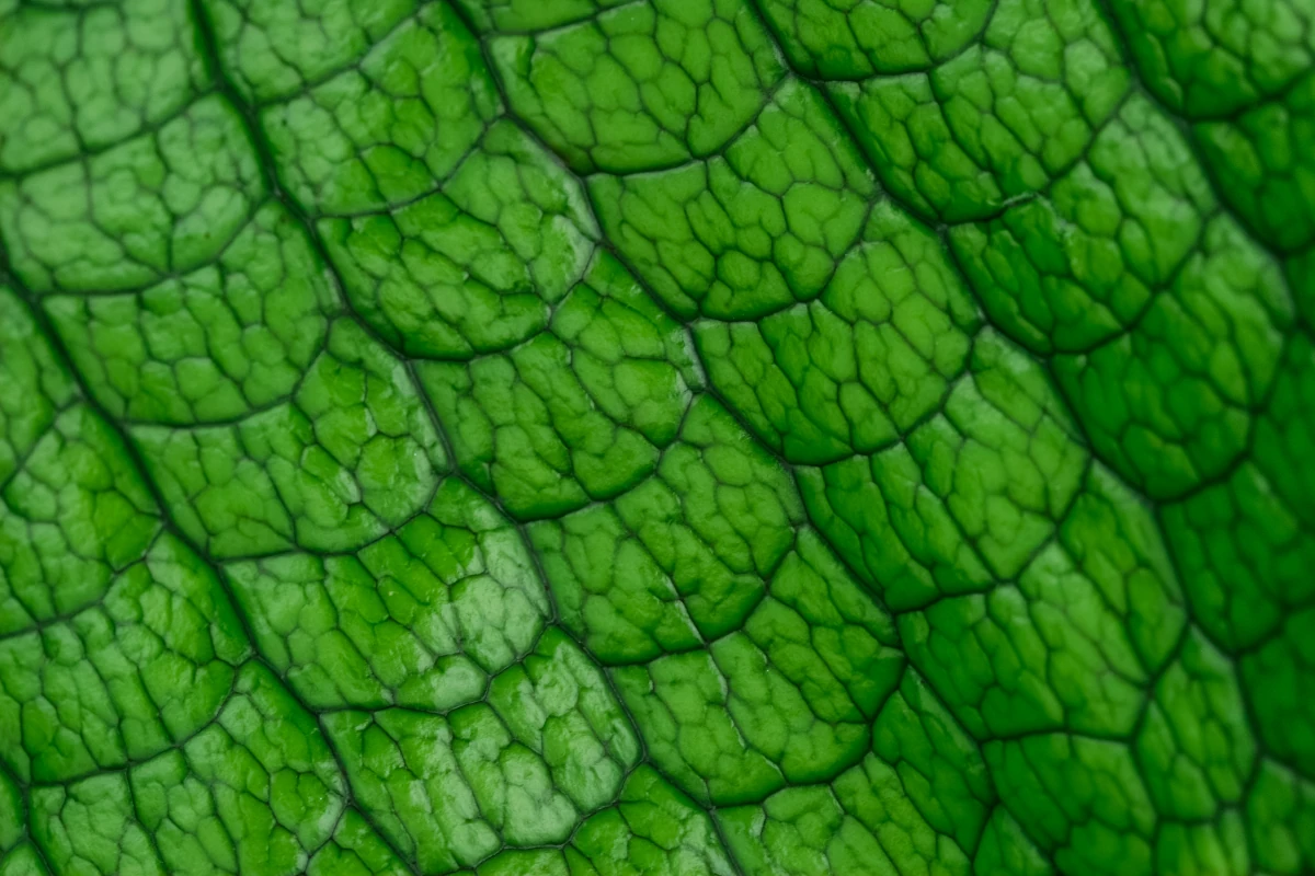 extreme close-up of green scales, as of some sort of lizard or reptile.