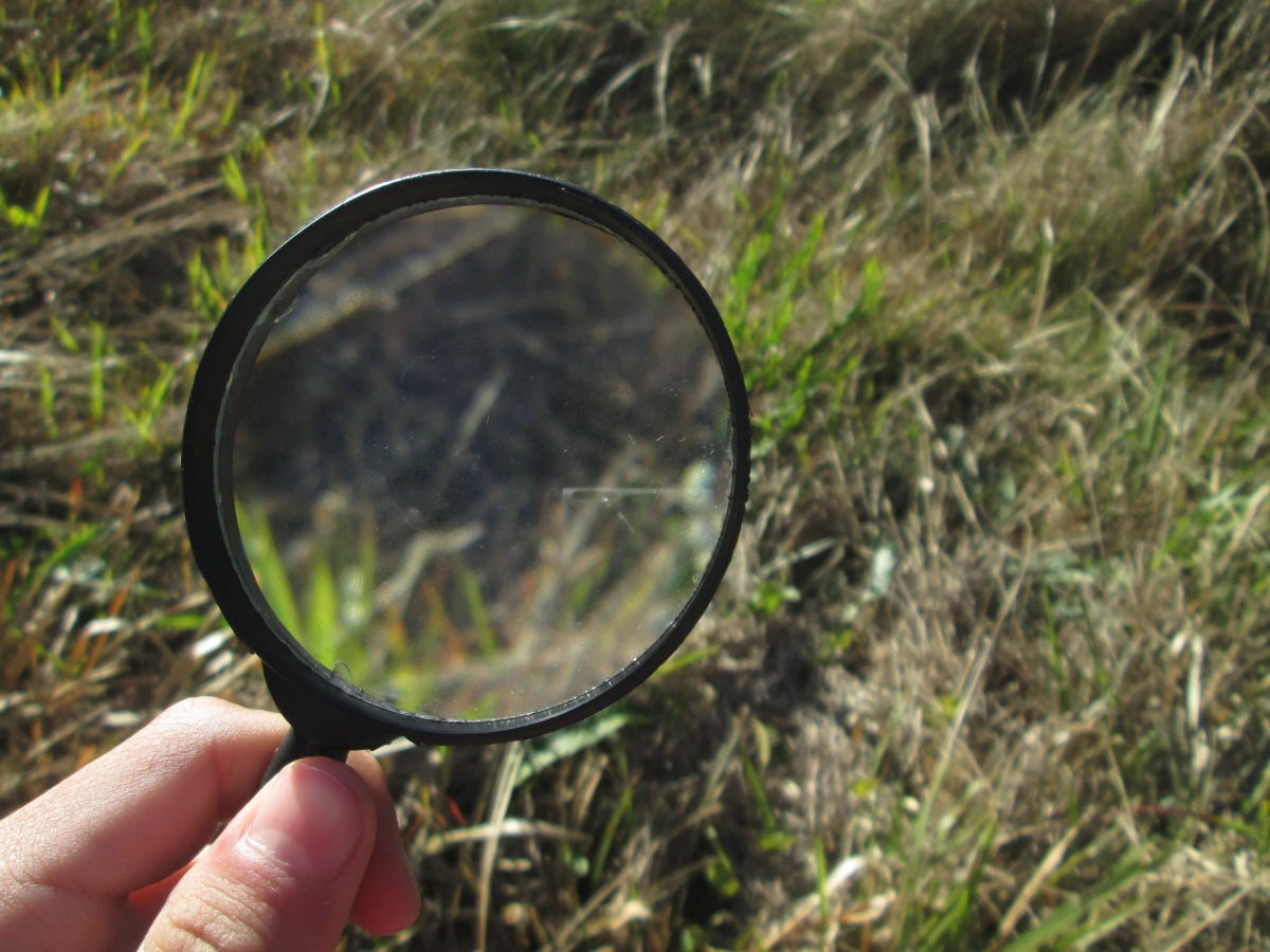 A magnifying glass over grass. But that makes me think of the start of BLUE VELVET...