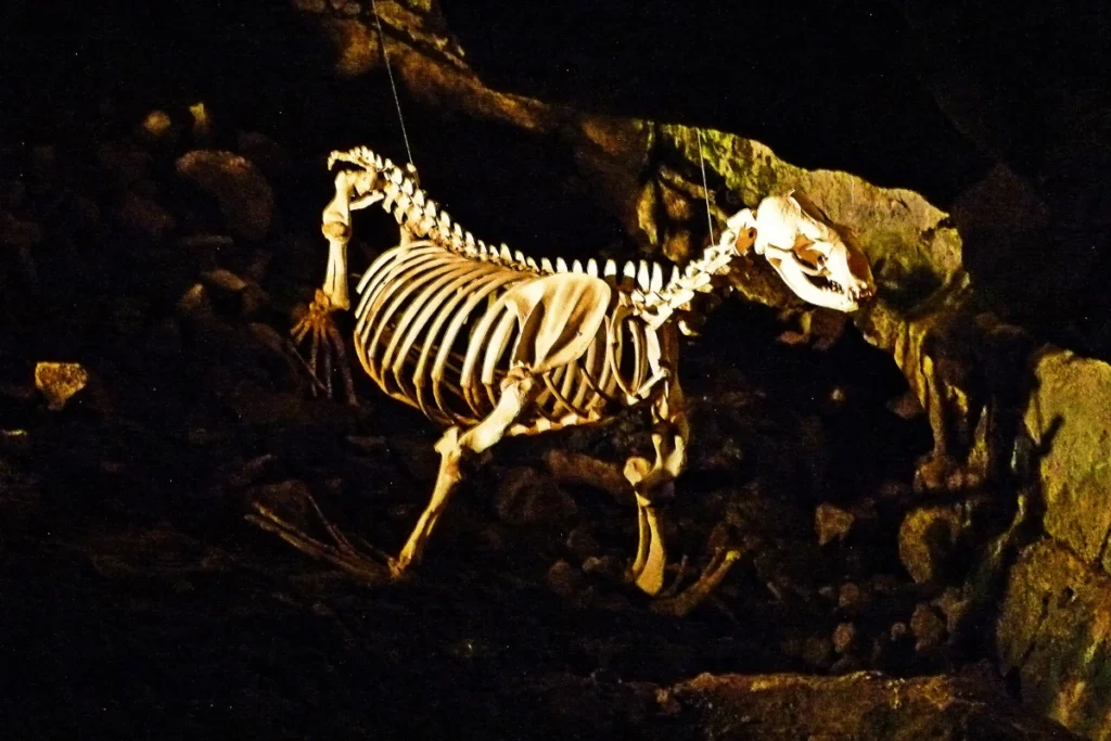 This large animal isn't actually a horse skeleton, but if you've seen the Blind Dead films, you'll understand why it's close enough to be here anyway.