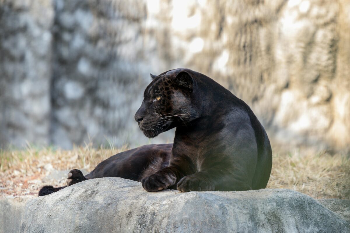 Photo by Denishan Joseph, Sri Lanka: Black Panther Lying on Gray Rock